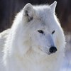 ������ ������������ WhiteWolf8