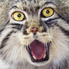 ������ ������������ MartishaFly