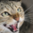 hissingcat