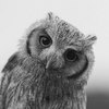 ������ ������������ OptimisticOwl