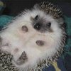������ ������������ sensimilia