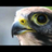 falconlord