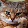 Аватар пользователя volandet