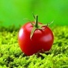 ������ ������������ SirTomato
