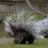 WhitePorcupine