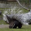 Аватар пользователя WhitePorcupine