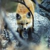 ������ ������������ slyfoxcub