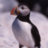 Puffin91