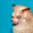 obmanoid