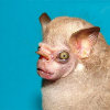 obmanoid