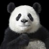 Pikabu profile picture for @Fierro