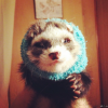 ������ ������������ seelkwood