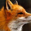 ������ ������������ FeralFox