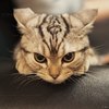 Аватар пользователя ombre