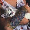 kiskat