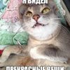 ������ ������������ drAbricos
