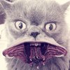 lonsgrim