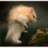 hamsterkate