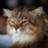 originalcat