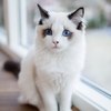 Аватар пользователя MGrayRu