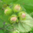 corylus
