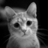 Stelscat