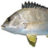 Bream505