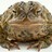 BigToad