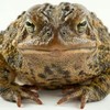 Аватар пользователя BigToad
