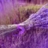 Lavandula