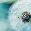 Аватар пользователя DandelionLeksi