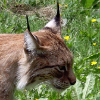 ������ ������������ Lynx56rus