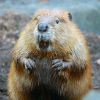 ������ ������������ DrunkBeaver