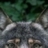 wolf734