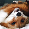������ ������������ redmaycry