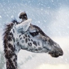 Badgiraffe