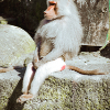 ������ ������������ kot2602