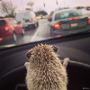 ������ ������������ redisky