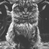 ������ ������������ Meowmeow69