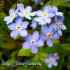 Аватар пользователя flower