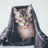 ������ ������������ AwesomeRaccoon