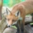 istfox