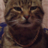 VasyaCat