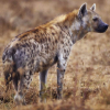 ������ ������������ Hyena13