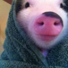 ������ ������������ CutePig