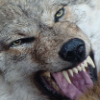 ������ ������������ Werwolf88