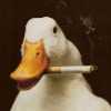 ������ ������������ SmokeDuck