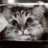 JordanNeko