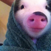 InterPig