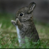 DrRabbit